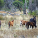 A herd of Australian wild horses, or brumbies, as they’re known.